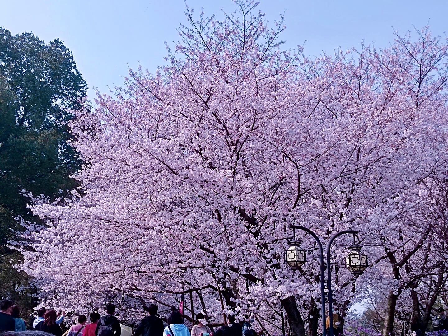 最新櫻花團(tuán)